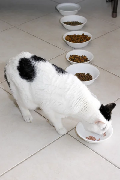Kitty Cat Eating Wet Food — Stock Photo, Image