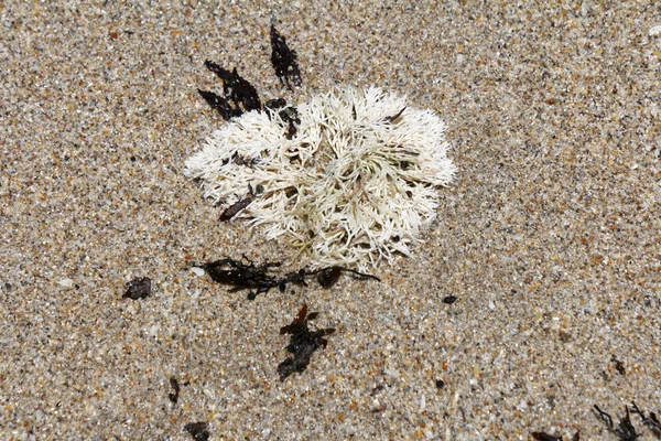 Herbe de corail sur une plage ensoleillée — Photo