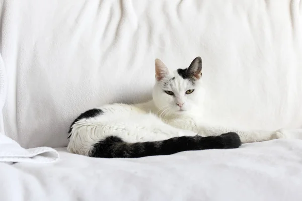 White and Black Cat Relaxing — Stock Photo, Image