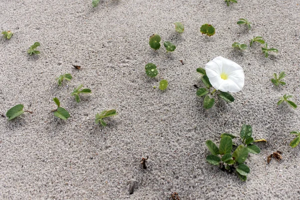 Virág fehér reggel dicsőségét Beach — Stock Fotó
