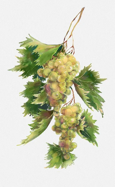Акварельный Вини Иллюстрация Виноградной Ветви Белом Бумажном Фоне Стиль Акварели — стоковое фото