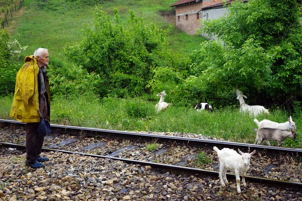 Starý pastýř v Srbsku — Stock fotografie