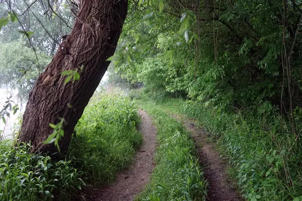 Piste dans la forêt — Photo