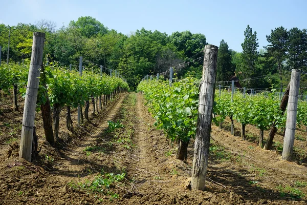 Rows in vineyard — Stock Photo, Image