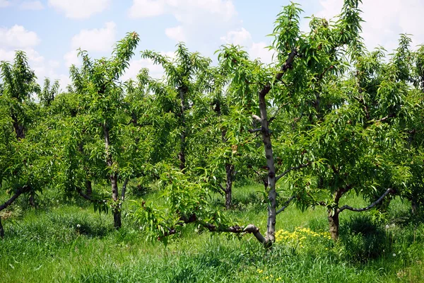 Peach trees in Serbia — Stock Photo, Image