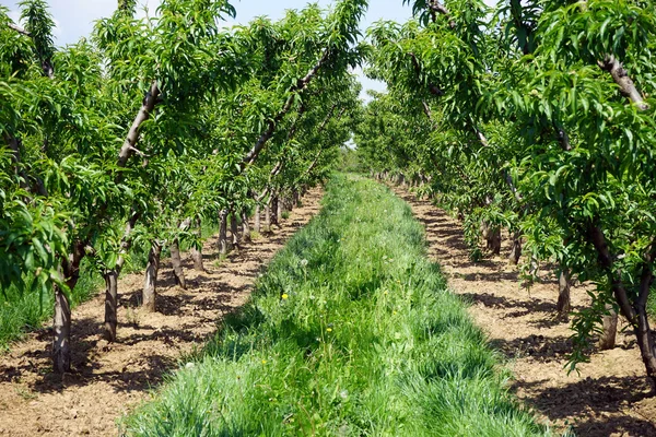 Perzikbomen in Servië — Stockfoto