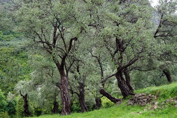 Olive trees near Bar — Stock Photo, Image