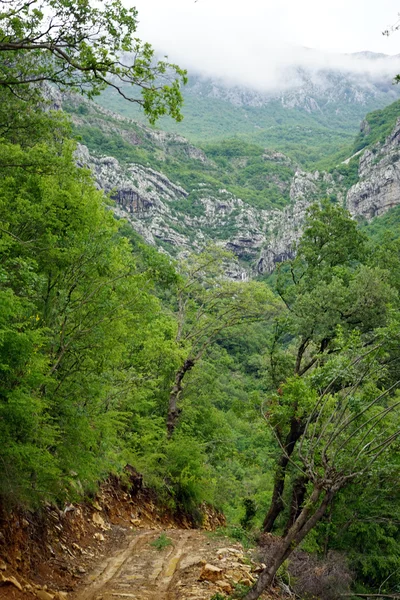 Chemin de terre dans la forêt — Photo