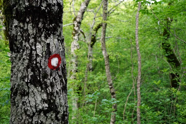 Red sign in forest — Stock Photo, Image