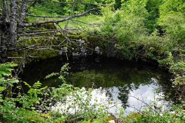 Маленькое озеро в лесу — стоковое фото