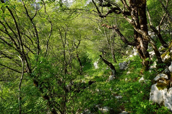 Ormandaki patika — Stok fotoğraf