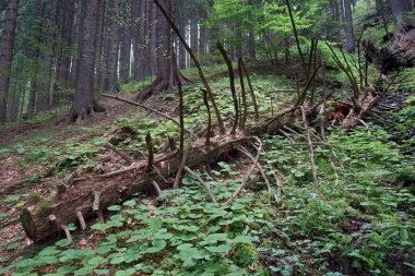 Avusturya ormandaki düşmüş ağaç