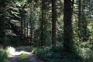 Ormanda güneş ışığı