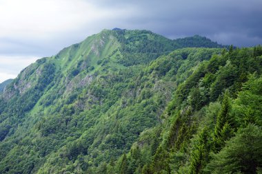 Slovenya kırsal kesiminde dağ orman