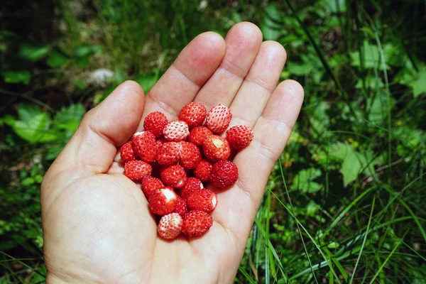 Palmier aux fraises sauvages dans la forêt d'été — Photo