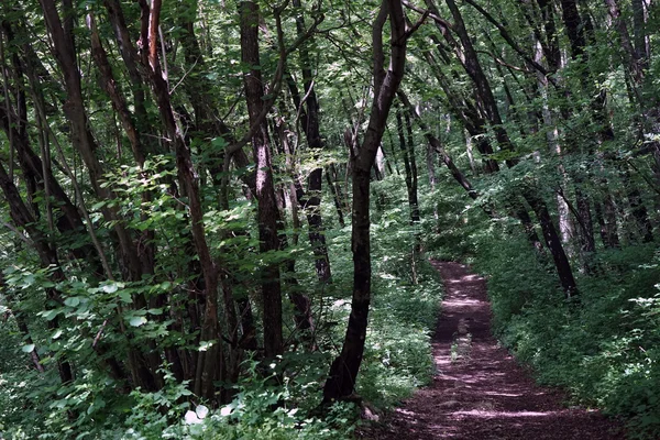 森林中的小径 — 图库照片