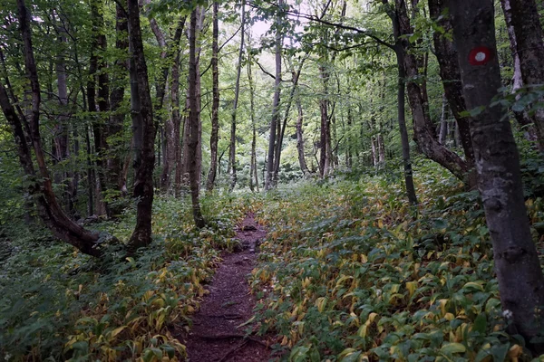 Gångväg i skogen — Stockfoto