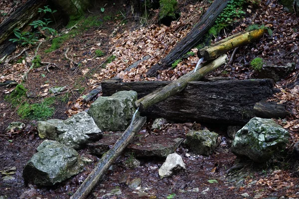 Vår i skogen — Stockfoto