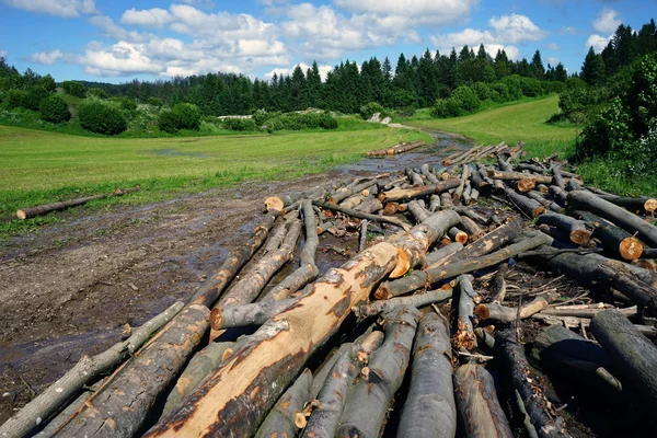 Dry logs on the road — Stock Photo, Image