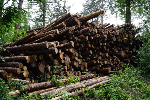Záznamy strom borovice — Stock fotografie