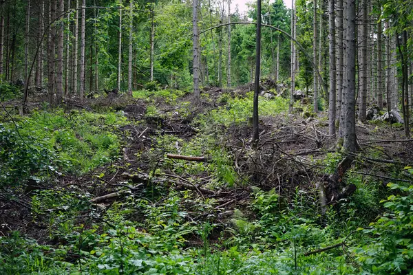 Dense vegetation in the summer forest in Slovenia — Stock Photo, Image