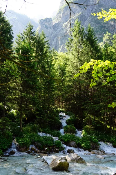 Río en el bosque — Foto de Stock