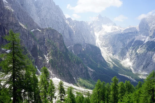 松树林和雪在阿尔卑斯山，斯洛文尼亚 — 图库照片