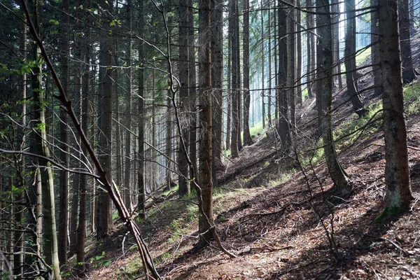 Luz solar na floresta — Fotografia de Stock