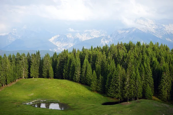 Lago y bosque — Foto de Stock