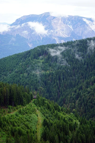 Mountain with forest — Stock Photo, Image