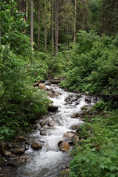 Pequeño río en el bosque de pinos en Eslovenia — Foto de Stock