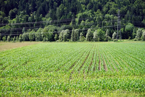 Поле з молодою кукурудзою — стокове фото
