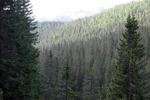 Tannenwald im Gebirge — Stockfoto