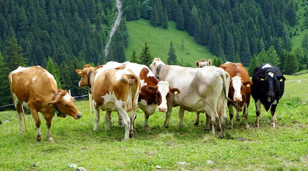 Vacas na grama verde — Fotografia de Stock