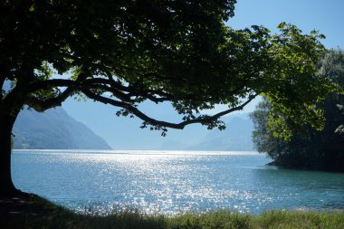 büyük ağaç ve göl