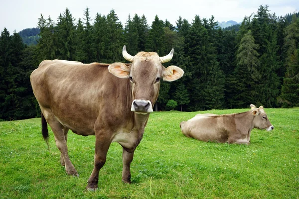 Deux vaches sur le pâturage — Photo