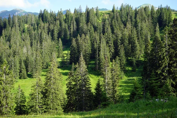 Groene bossen op de helling — Stockfoto