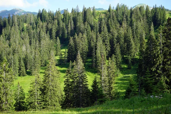 Forêt verte sur la pente — Photo