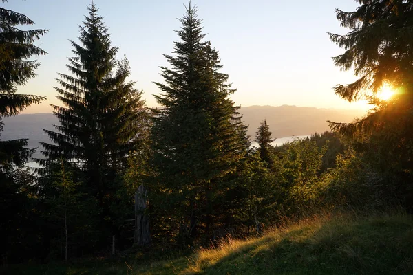 Luz del sol y bosque en la colina — Foto de Stock