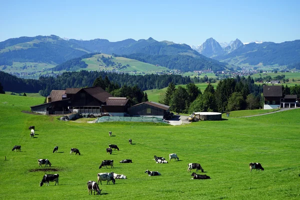 Cows on the pasture — Stock Photo, Image