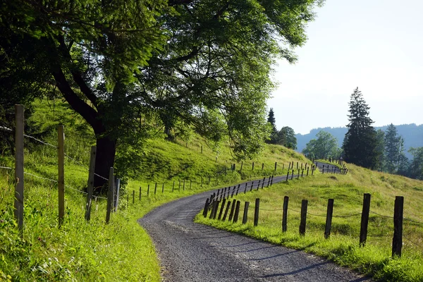 Árbol, carretera y campo — Foto de Stock