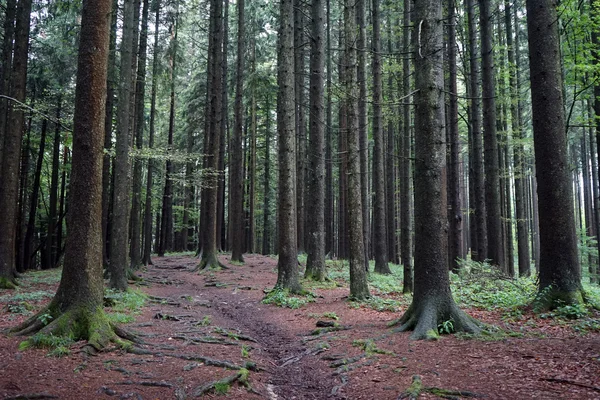 Foresta di pini — Foto Stock