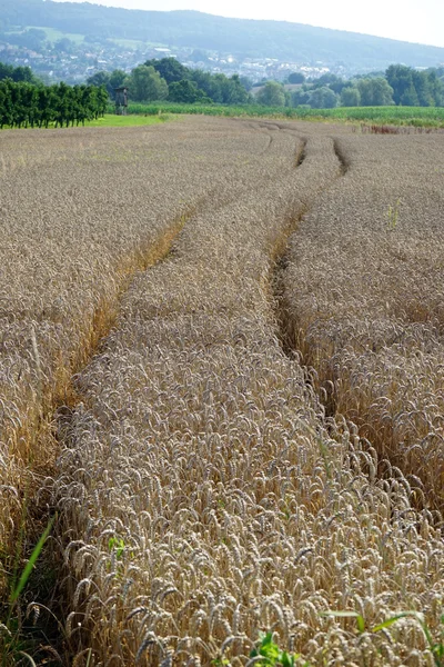 Nyomon követni a fielld — Stock Fotó