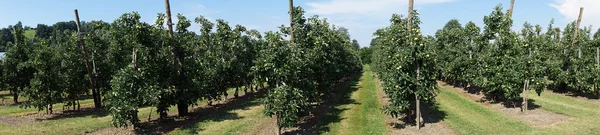 Satırları olan elma ağaçlarının — Stok fotoğraf