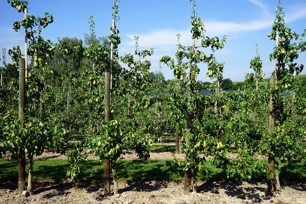 Rows of apple trees — Stock Photo, Image