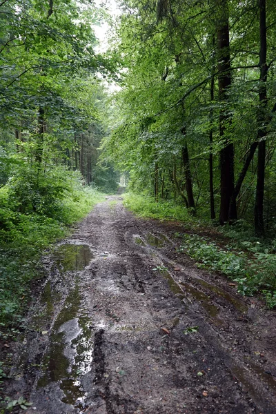Ormandaki Kirli Yol — Stok fotoğraf