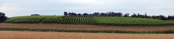 Kebun anggur dan ladang jagung — Stok Foto