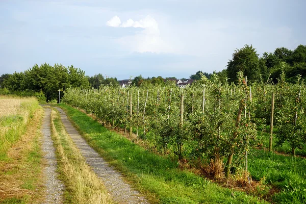 Track and orchard — Stock Photo, Image