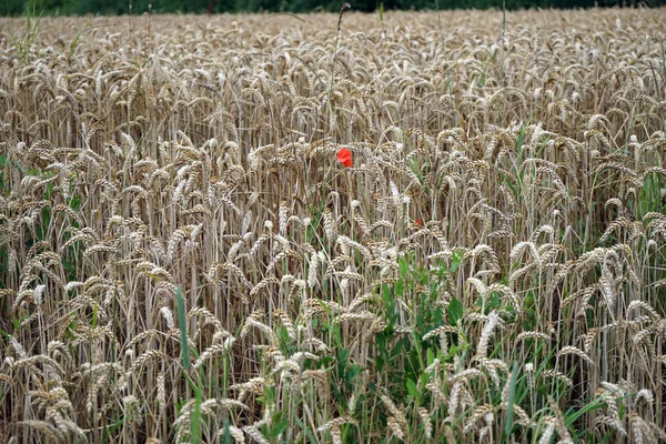 En röd blomma — Stockfoto