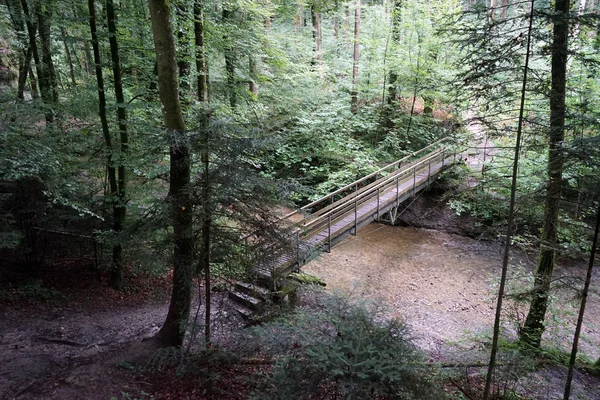 森の中の橋 — ストック写真
